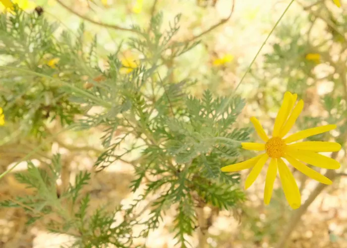 Flamingo's Bay 克洛伊奥斯